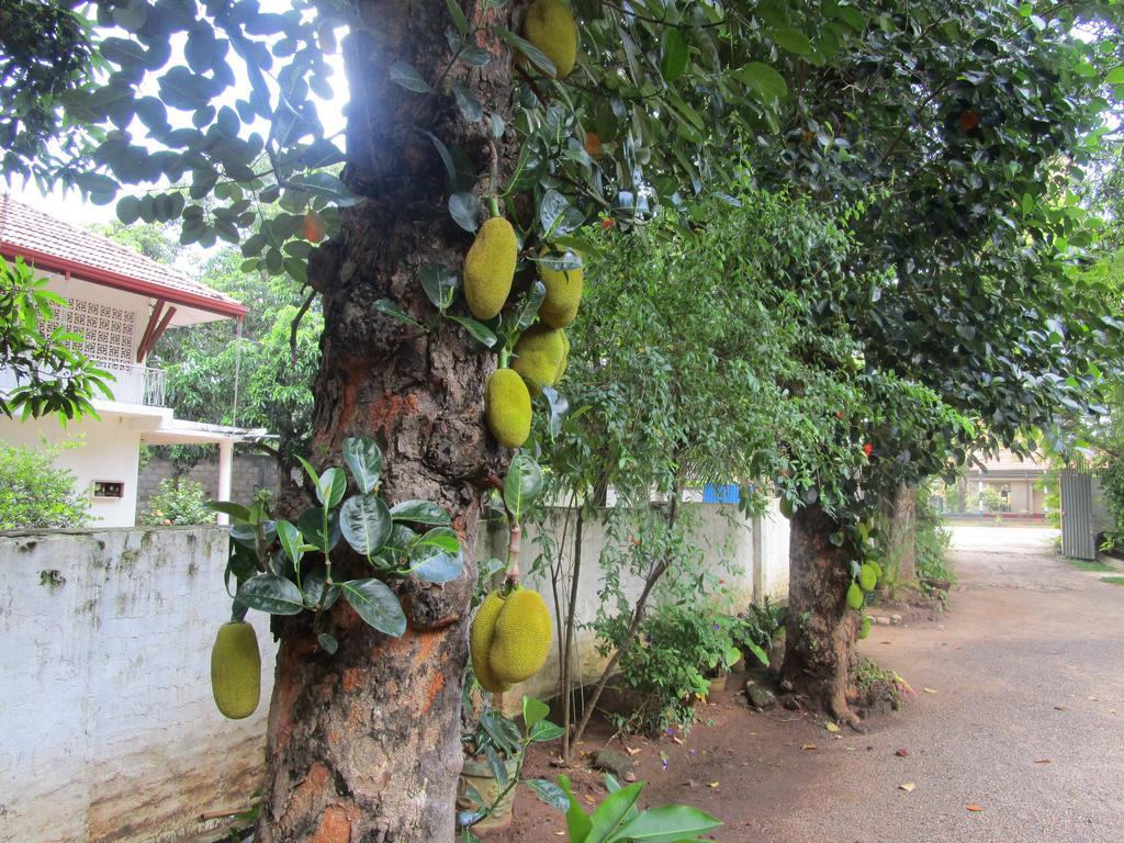 Hotel Shalini Anuradhapura Zewnętrze zdjęcie